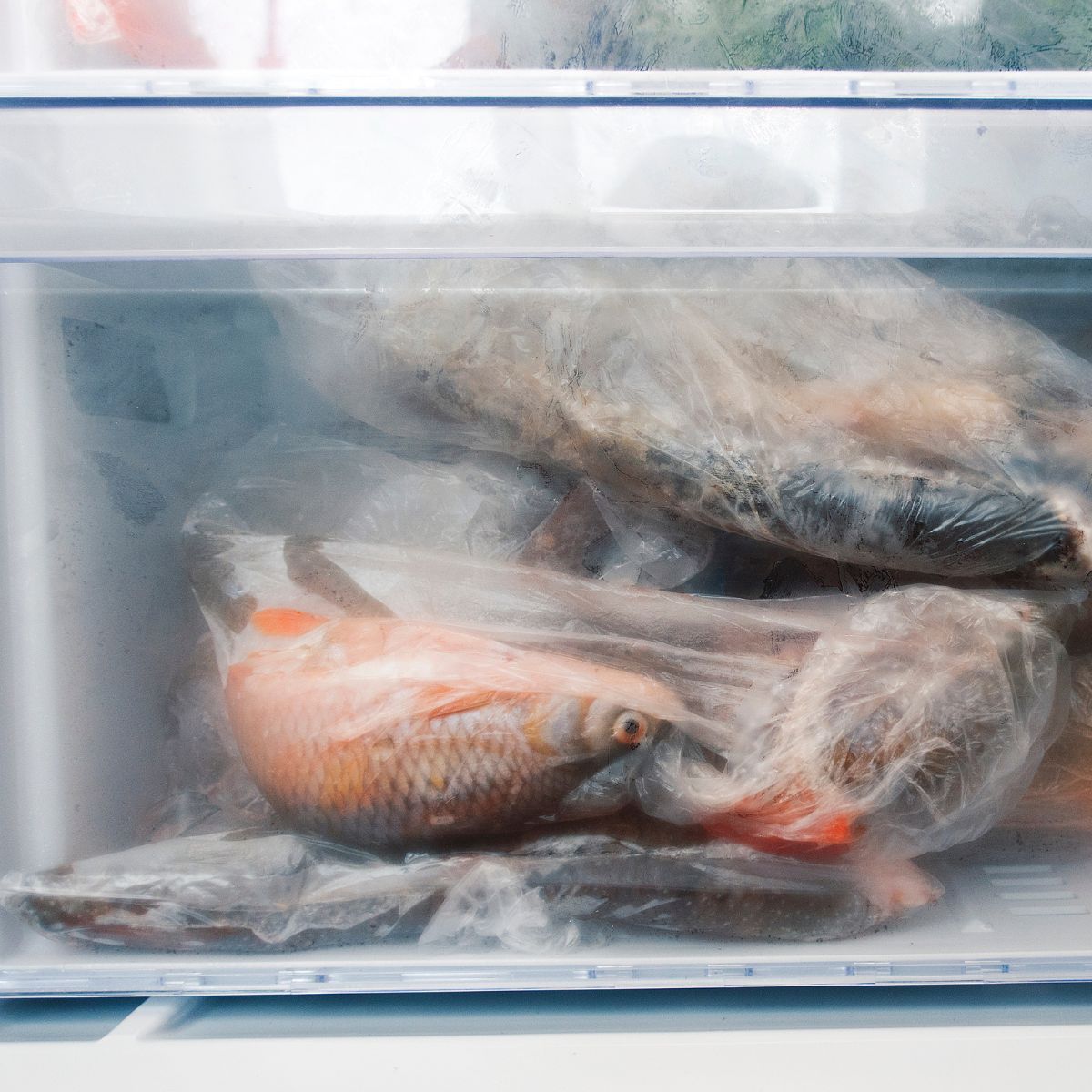 Jak długo można mrozić karpia?