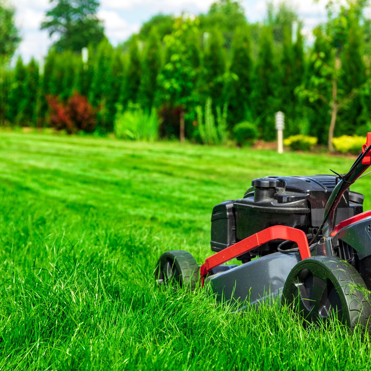 Jak wysoką trawę można kosić kosiarką