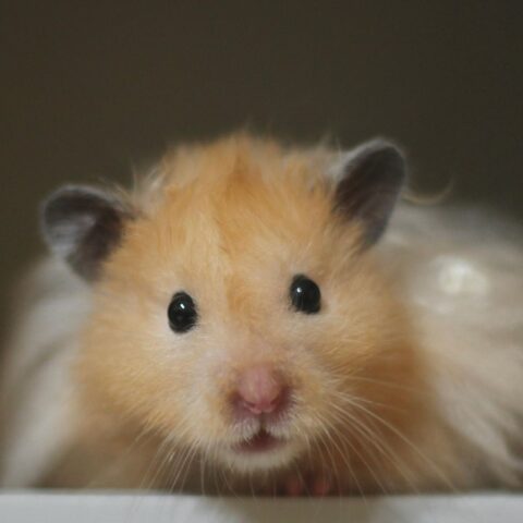 Jak można nazwać chomika